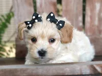 Daisy, a female Maltipoo for sale in Ruston, LA – 2 of 2