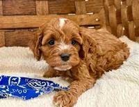 Koa, a male Cavapoo for sale in Ruston, LA – Photo 1 of 3