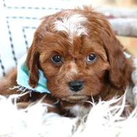 Koa, a male Cavapoo for sale in Ruston, LA – Photo 2 of 2