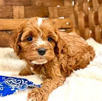 Koa, a male Cavapoo for sale in Ruston, LA – Photo 3 of 3