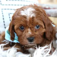 Koa, a male Cavapoo for sale in Ruston, LA – Photo 1 of 2