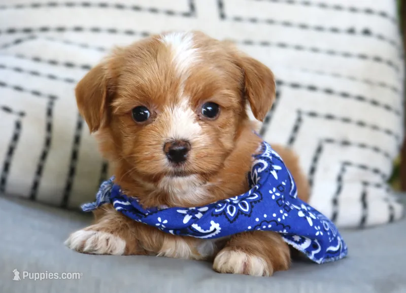 Dodge – Havanese puppy for sale in Ruston, LA