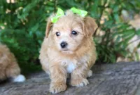 Zelda, a female Maltipoo for sale in Ruston, LA – 2 of 2