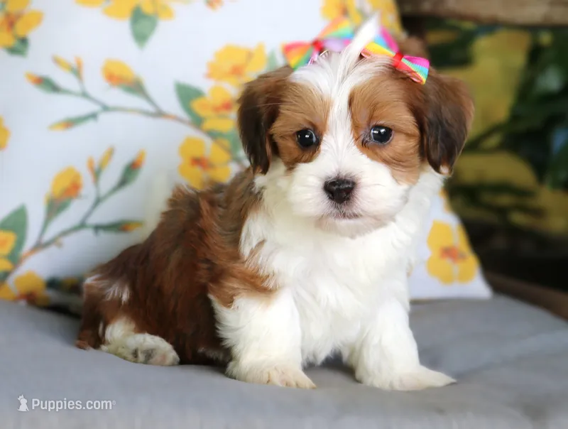Tatum – Havanese puppy for sale in Ruston, LA
