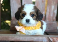 Juno, a male Cavalier King Charles Spaniel and Havanese for sale in Ruston, LA – 3 of 3