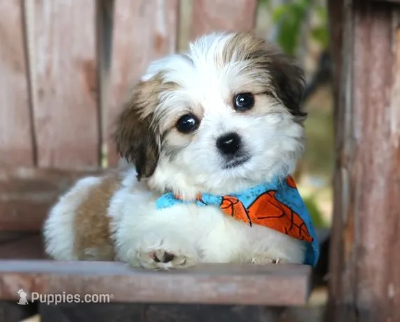Lewis – Havanese puppy for sale in Ruston, LA