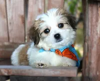 Lewis, a male Havanese for sale in Ruston, LA – 1 of 5