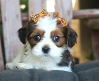 Jess, a female Cavalier King Charles Spaniel and Havanese for sale in Ruston, LA – 3 of 4