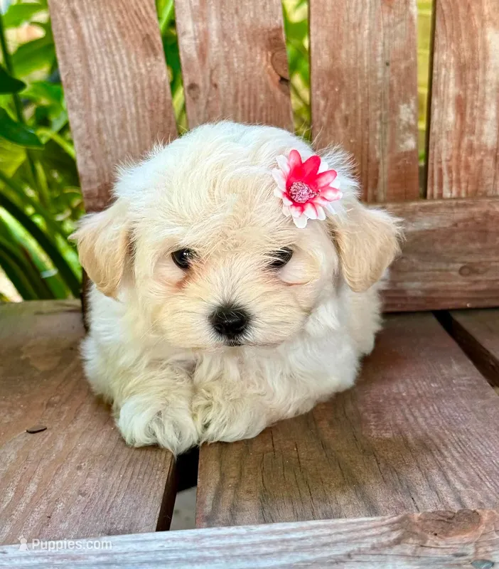Buttons – Maltipoo puppy for sale in Ruston, LA