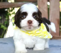 Snickers, a male Havanese for sale in Ruston, LA – 2 of 2