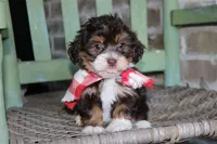 Tadpole, a male Havanese for sale in Ruston, LA – 2 of 3