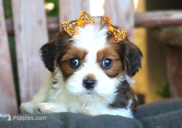 Jess – Cavalier King Charles Spaniel, Havanese puppy for sale in Ruston, LA