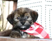 Loki, a male Havanese for sale in Ruston, LA – 2 of 3