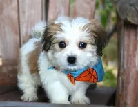 Lewis, a male Havanese for sale in Ruston, LA – 2 of 5