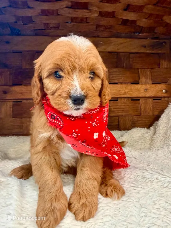 Phineas – Cavapoo puppy for sale in Ruston, LA