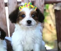 Lucy, a female Havanese for sale in Ruston, LA – 4 of 4