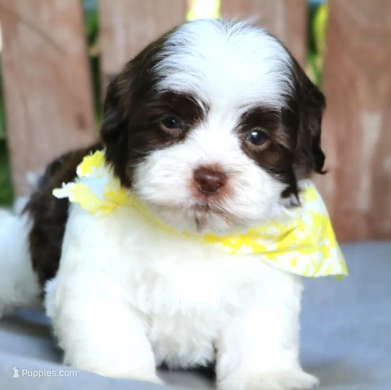 Snickers – Havanese puppy for sale in Ruston, LA