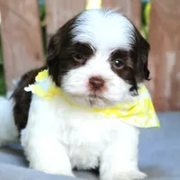 Snickers, a male Havanese for sale in Ruston, LA – 1 of 2