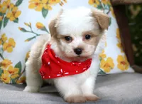 Anthony, a male Havanese for sale in Ruston, LA – 2 of 2