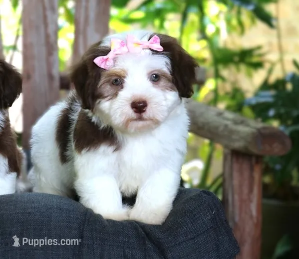 Lady Marmalade – Havanese puppy for sale in Ruston, LA