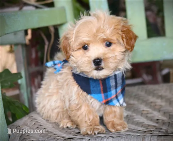 Dexter – Maltipoo puppy for sale in Ruston, LA