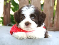 Cocoa, a male Havanese for sale in Ruston, LA – 2 of 2