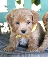 Ziggy, a male Maltipoo for sale in Ruston, LA – 2 of 2