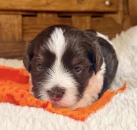 Cadbury, a male Havanese for sale in Ruston, LA – 2 of 2
