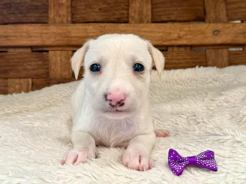 Bunnie – Italian Greyhound, Poodle - Miniature  puppy for sale in Ruston, LA