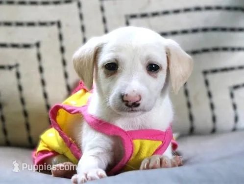 Bunnie – Italian Greyhound, Poodle - Miniature  puppy for sale in Ruston, LA