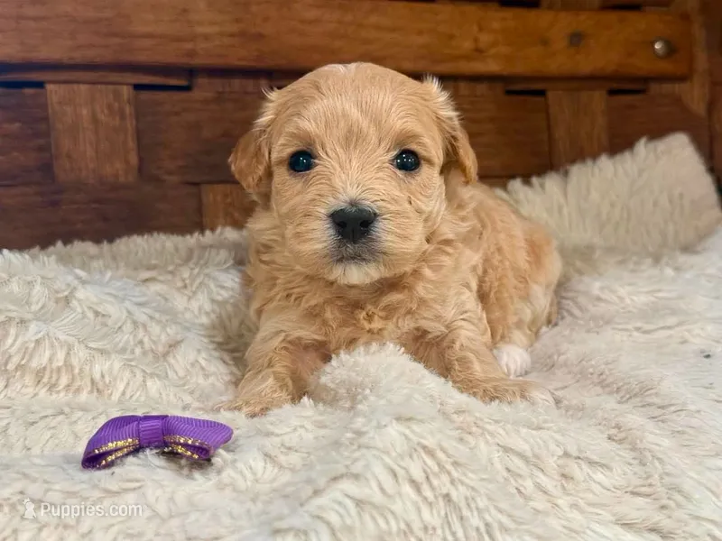 Josie – Maltipoo puppy for sale in Ruston, LA