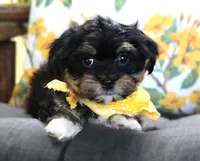 Johnny Cash, a male Havanese for sale in Ruston, LA – 2 of 2