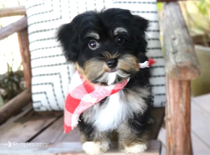 Johnny Cash – Havanese puppy for sale in Ruston, LA