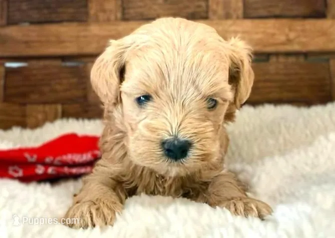 Sawyer – Maltipoo puppy for sale in Ruston, LA