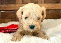 Sawyer, a male Maltipoo for sale in Ruston, LA – Photo 1 of 2
