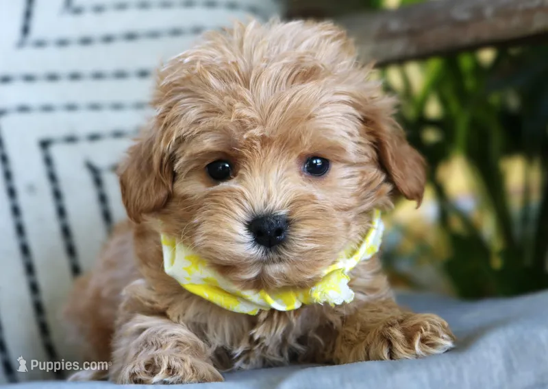 Sawyer – Maltipoo puppy for sale in Ruston, LA
