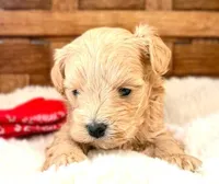 Sawyer, a male Maltipoo for sale in Ruston, LA – Photo 2 of 2