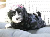 Ebony, a female Havanese for sale in Ruston, LA – 2 of 4