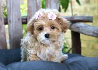 Jess - Tiny | Gentle & Laid-Back | A True Little Lap Baby, a female Maltipoo for sale in Ruston, LA – 4 of 4