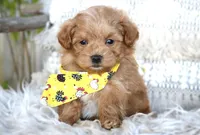 processed/6af2260a-39fc-4b19-9db1-a5ecc6646f11/listing/b7c9744c-991c-41ee-8d42-fdab115ca86e/79a701db-2ae3-4260-86ce-3e91857df76c