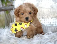 processed/6af2260a-39fc-4b19-9db1-a5ecc6646f11/listing/b7c9744c-991c-41ee-8d42-fdab115ca86e/dd88fd46-070e-4dda-9952-728f382d93b0