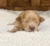 Brinkley, a female Maltipoo for sale in Ruston, LA – 2 of 2