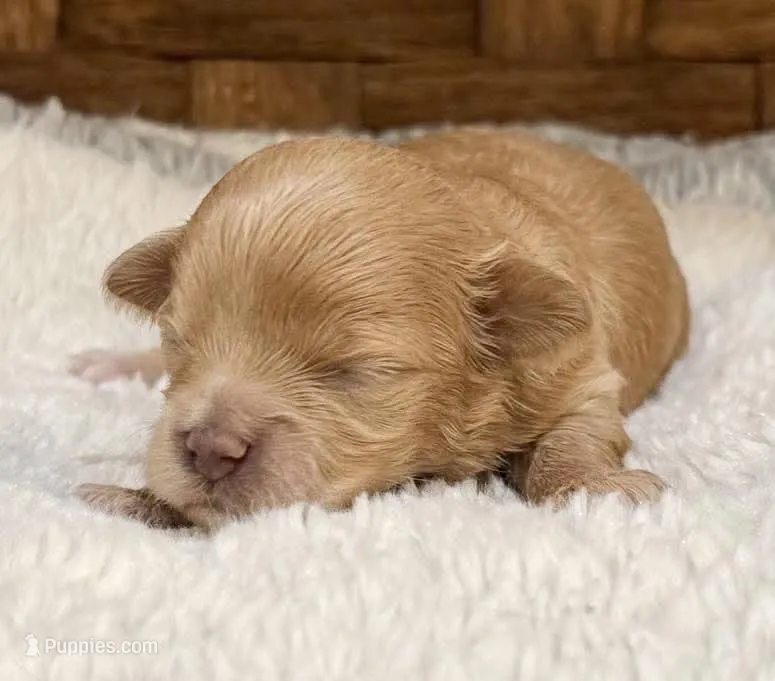 Brinkley – Maltipoo puppy for sale in Ruston, LA