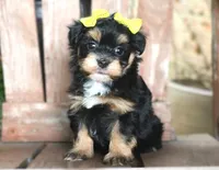 Flora Mae, a female Havanese for sale in Ruston, LA – 5 of 6