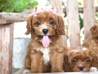 Kiki, a female Cavapoo for sale in Ruston, LA – 2 of 4