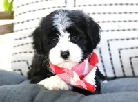 Enzo, a male Havanese for sale in Ruston, LA – 3 of 4