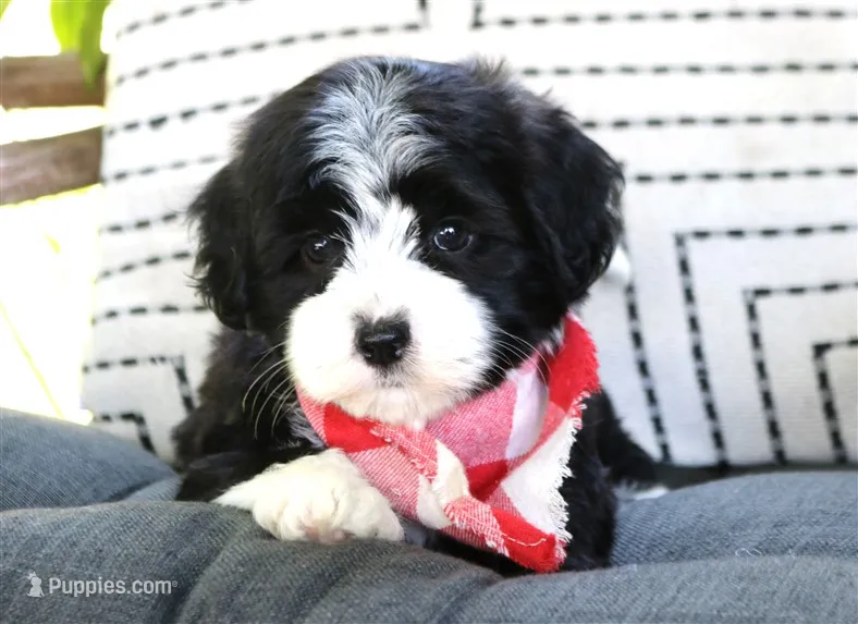 Enzo – Havanese puppy for sale in Ruston, LA