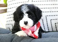 Enzo, a male Havanese for sale in Ruston, LA – 1 of 4