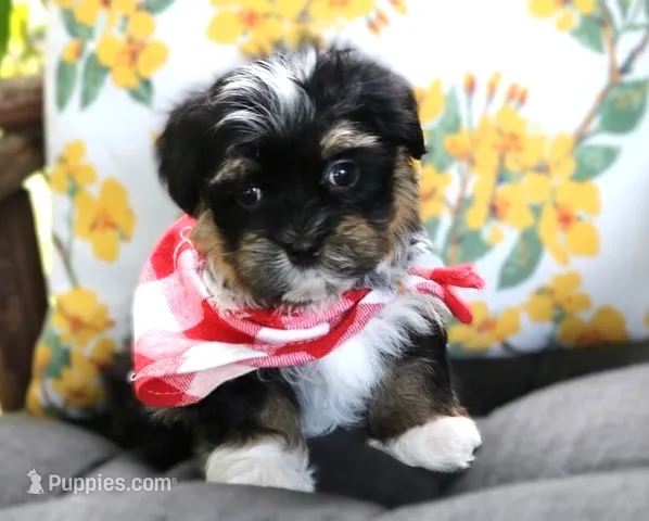 Clint Black – Havanese puppy for sale in Ruston, LA