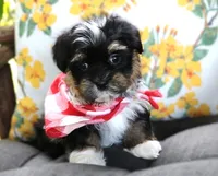 Clint Black, a male Havanese for sale in Ruston, LA – 1 of 2
